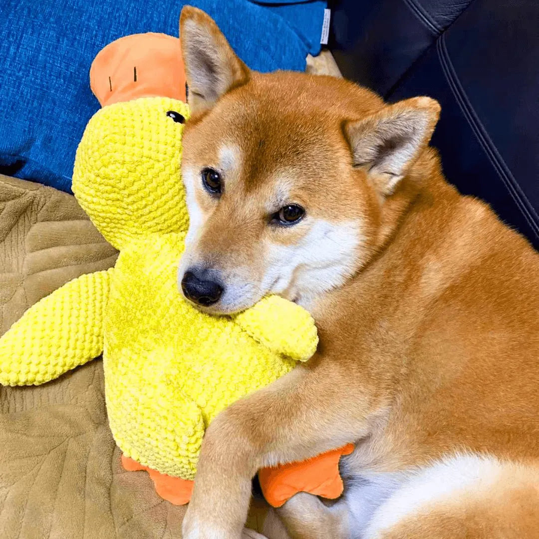 Canard Increvable™ – Pour un chien plus serein, heureux et occupé pendant des heures